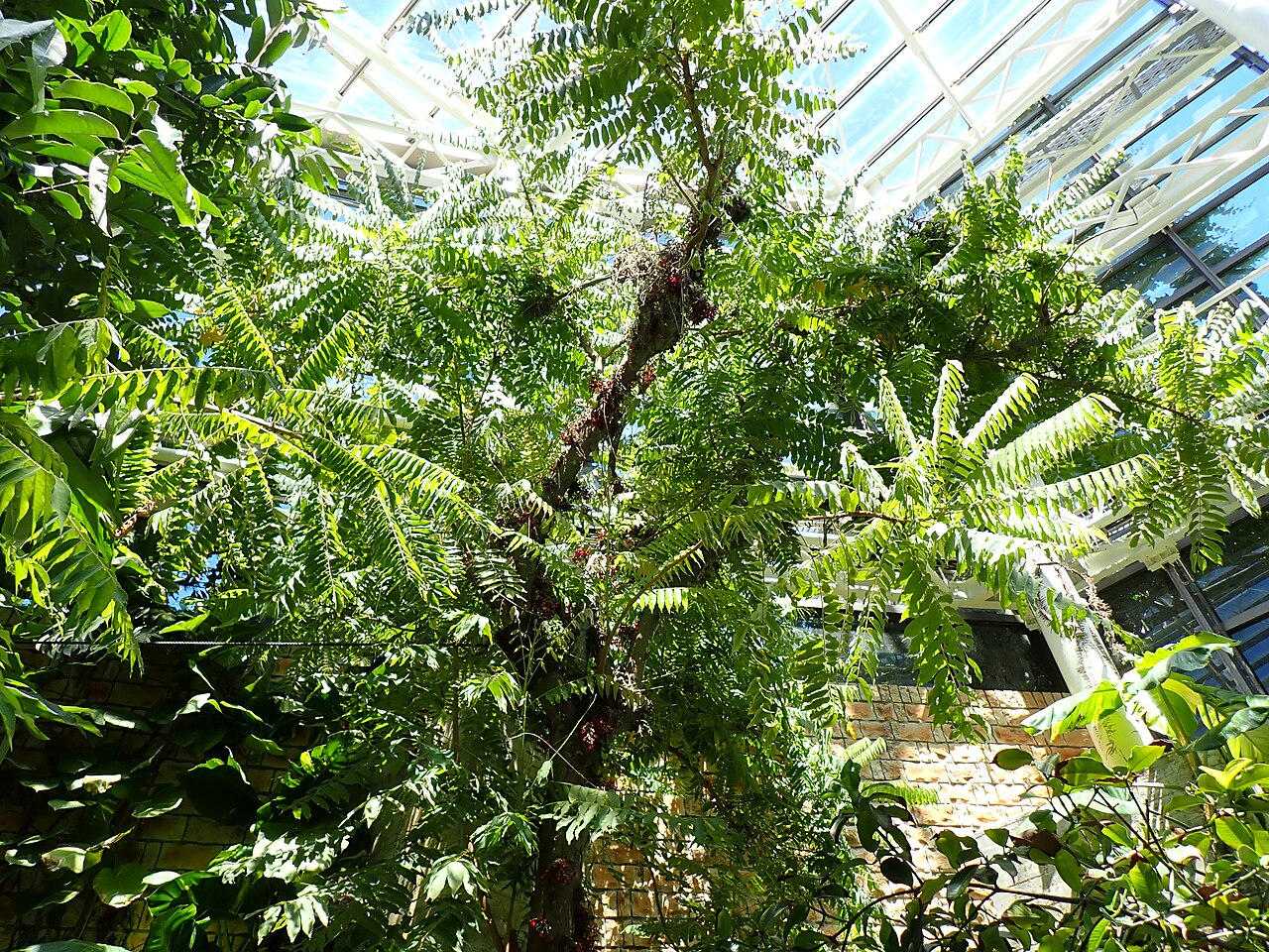 美ら島植物園(熱帯ドリームセンター), 沖縄県本部町