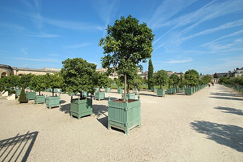 Orangerie du château de Versailles, Versailles