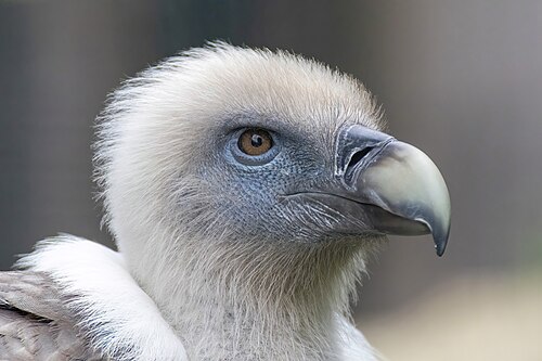 Grande Serre du Parc zoologique de Paris (zoo de Vincennes), Paris 12e, Île-de-France