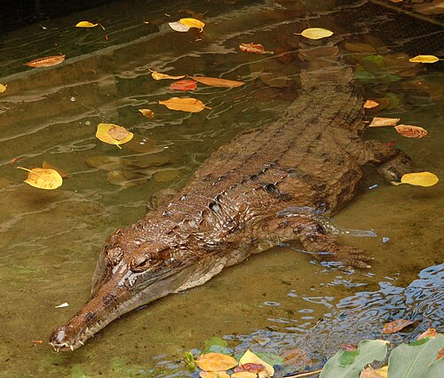 Serre tropicale de La Ferme aux crocodiles, Pierrelatte, Auvergne-Rhône-Alpes