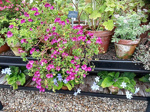 Logan Conservatory, Logan Botanic Garden, Port Logan, Dumfries and Galloway (Scotland)