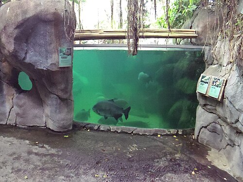 Randers Regnskov (Tropical Zoo), Randers
