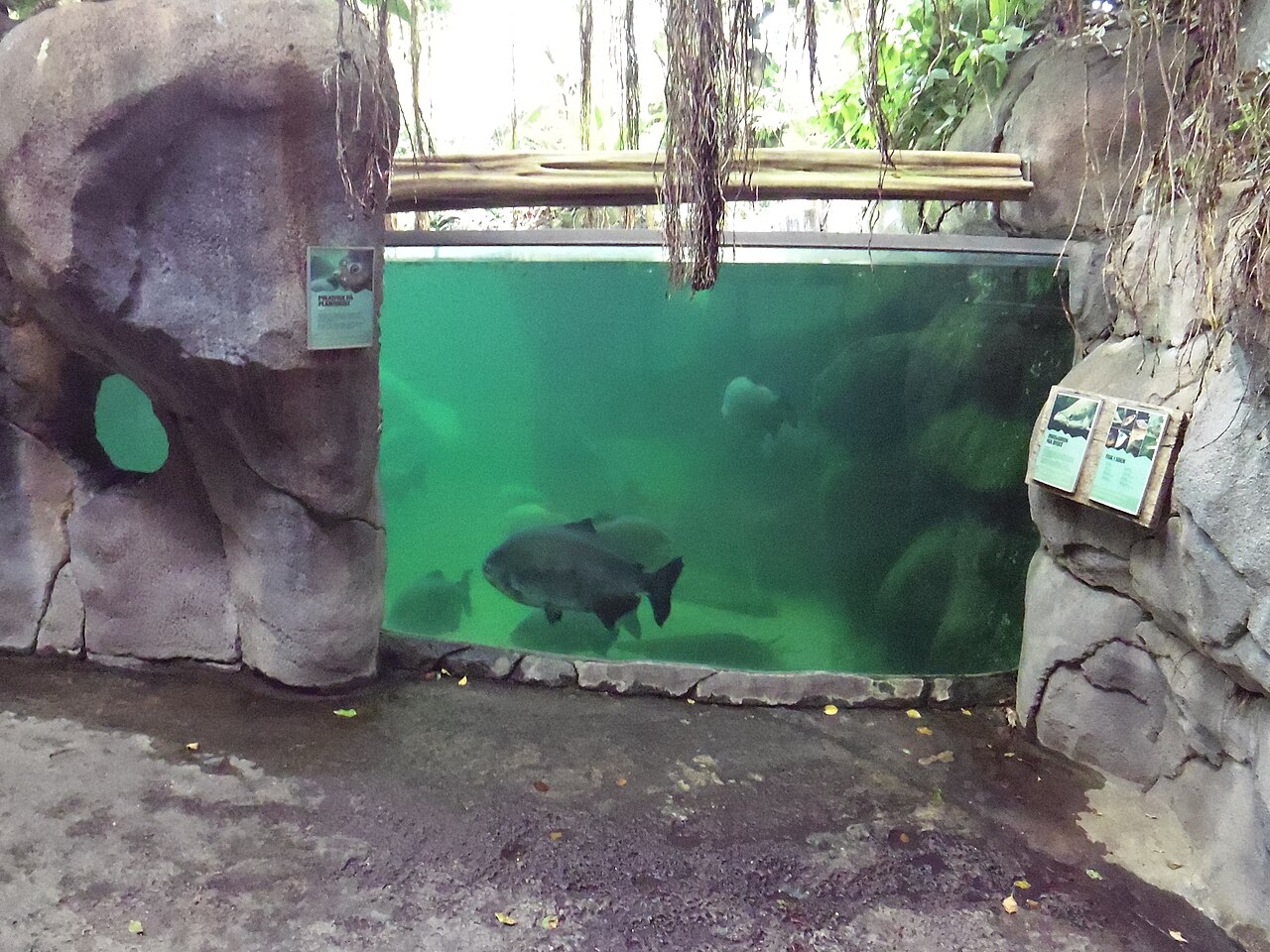 Randers Regnskov (Tropical Zoo), Randers