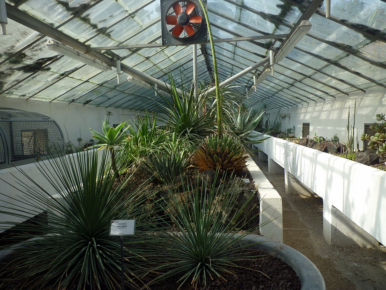 ローマ植物園の温室（セッラ・モヌメンターレとセッラ・コルシーニ）, ローマ、ラツィオ