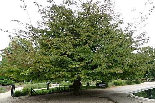 Serres du Jardin des plantes de Rouen (serre centrale de 1842), Rouen, Normandie