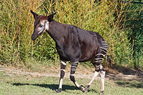 Dôme équatorial du ZooParc de Beauval, Saint-Aignan, Centre-Val de Loire