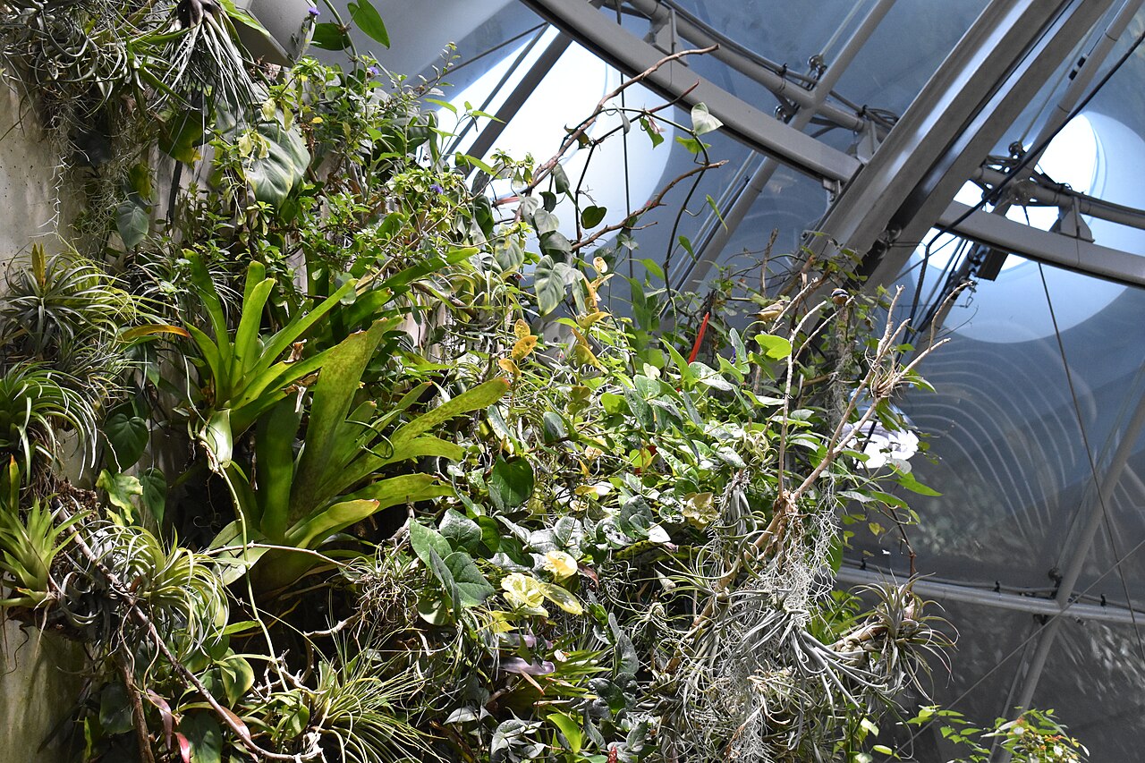Osher Rainforest (California Academy of Sciences), San Francisco, Kalifornien