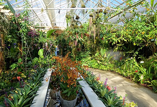 Tropical Conservatory, Marie Selby Botanical Gardens, Sarasota, Florida