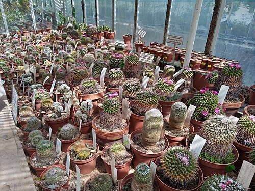 ブルガリア科学アカデミー植物園の温室群（Botanicheska gradina na BAN）, ソフィア（ヴィトシャ山麓）