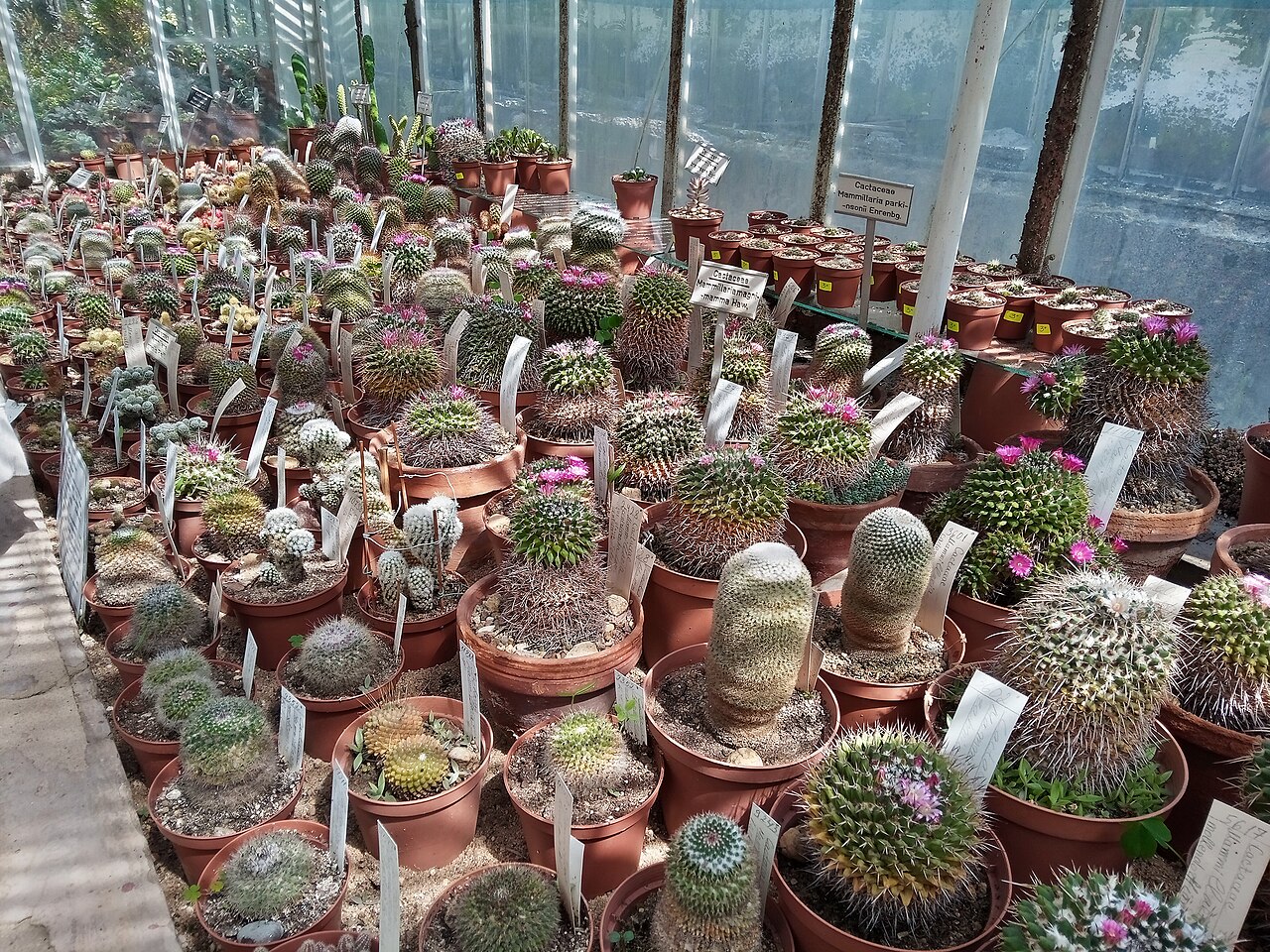 ブルガリア科学アカデミー植物園の温室群（Botanicheska gradina na BAN）, ソフィア（ヴィトシャ山麓）