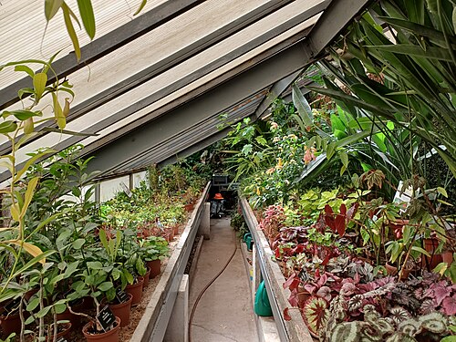 ソフィア大学植物園の温室群（Universitetska botanicheska gradina）, ソフィア（市中心部、モスコフスカ通り49）