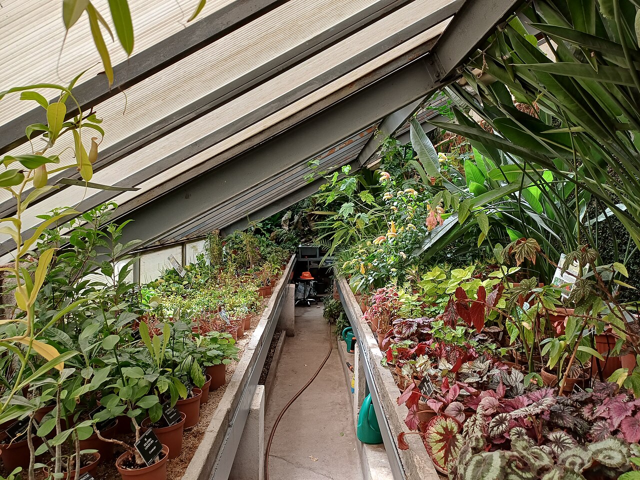 ソフィア大学植物園の温室群（Universitetska botanicheska gradina）, ソフィア（市中心部、モスコフスカ通り49）