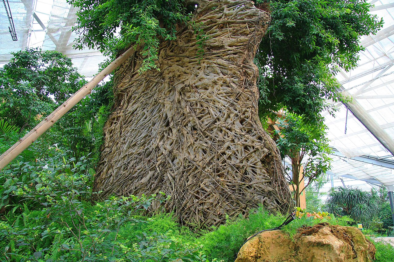Gewächshäuser des Südchinesischen Nationalen Botanischen Gartens, Guangzhou