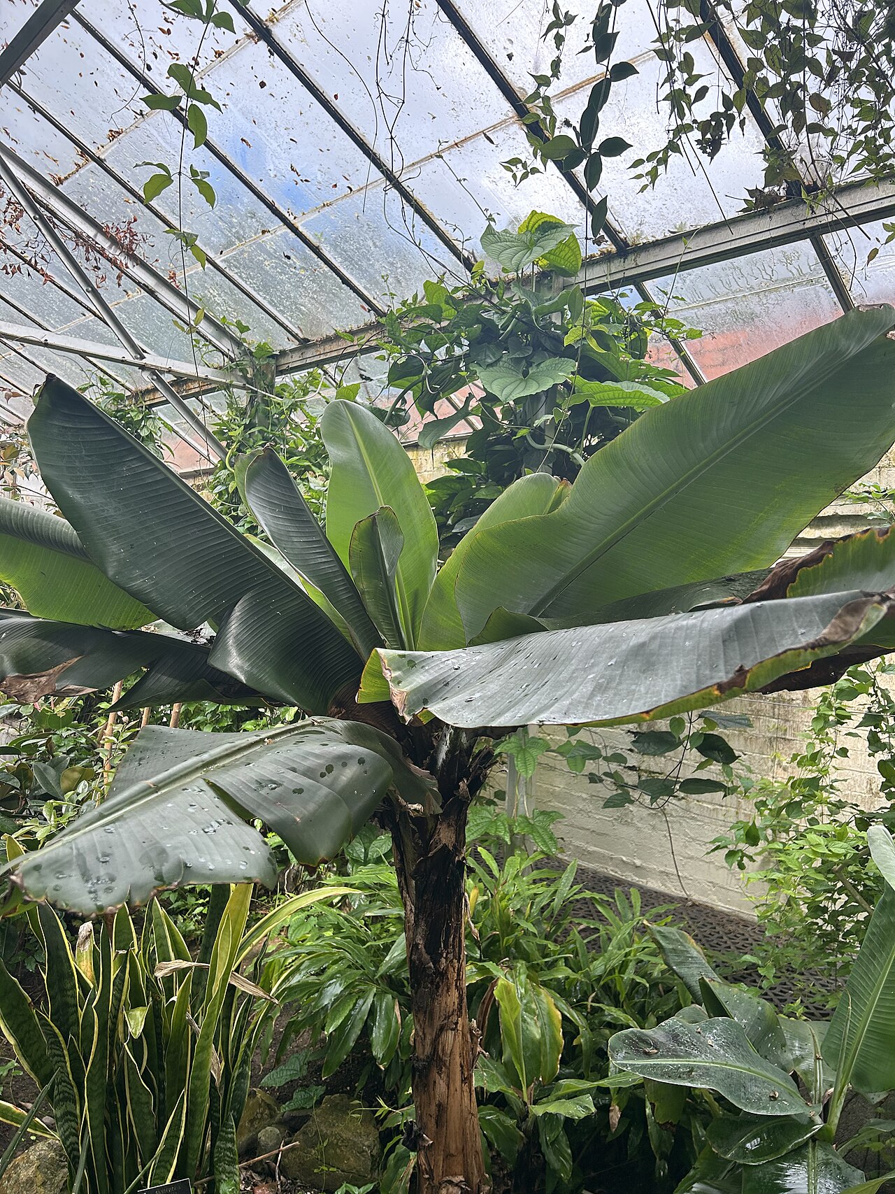 シングルトン植物園の温室群, ウェールズ、スウォンジー