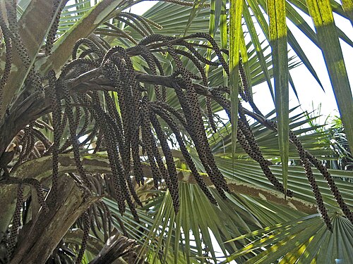 Tropical Montane Orchidetum (Cool House), Singapour