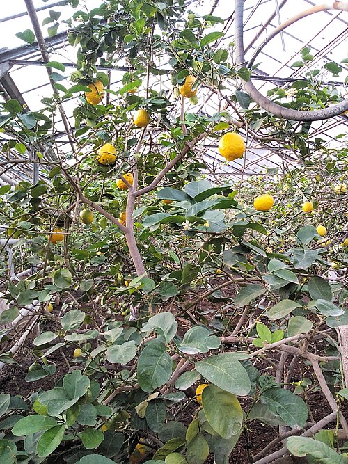 Zitronarium Ufa (Ufimsky Limonariy), Ufa