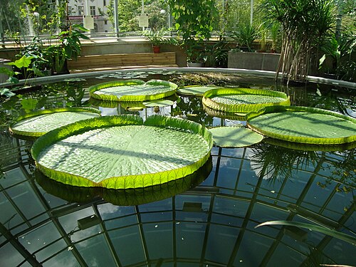 Tropisches Gewächshaus (Tropiska växthuset), Botanischer Garten der Universität Uppsala, Uppsala