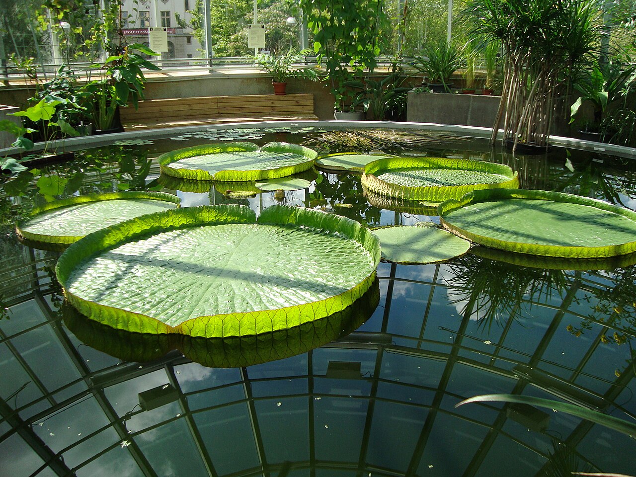 熱帯温室（Tropiska växthuset）、ウプサラ大学植物園, ウプサラ県ウプサラ