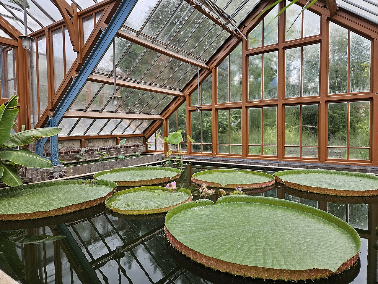 Collection glasshouse and orangeries of the Oude Hortus (old botanic garden of Utrecht), Utrecht, Utrecht province