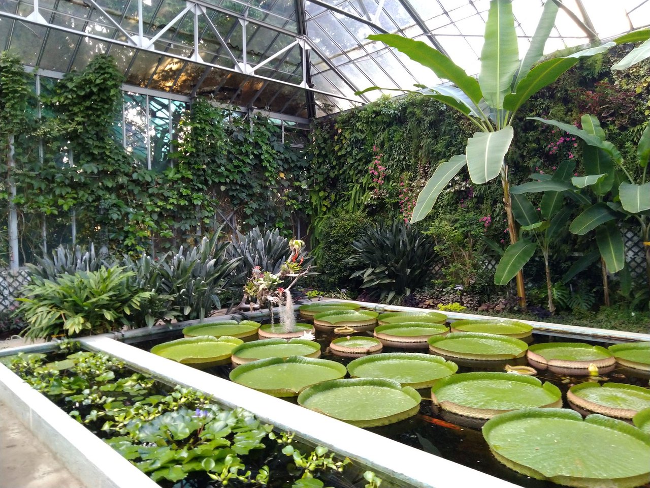 Victoria-Gewächshaus und Vertikaler Garten der Botanischen Gärten Villa Taranto, Pallanza, Verbania (Piemont)