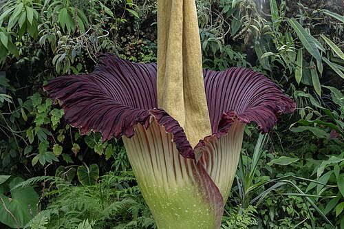 Serres tropicales du Jardin botanique Jean-Marie Pelt, Villers-lès-Nancy, Grand Est