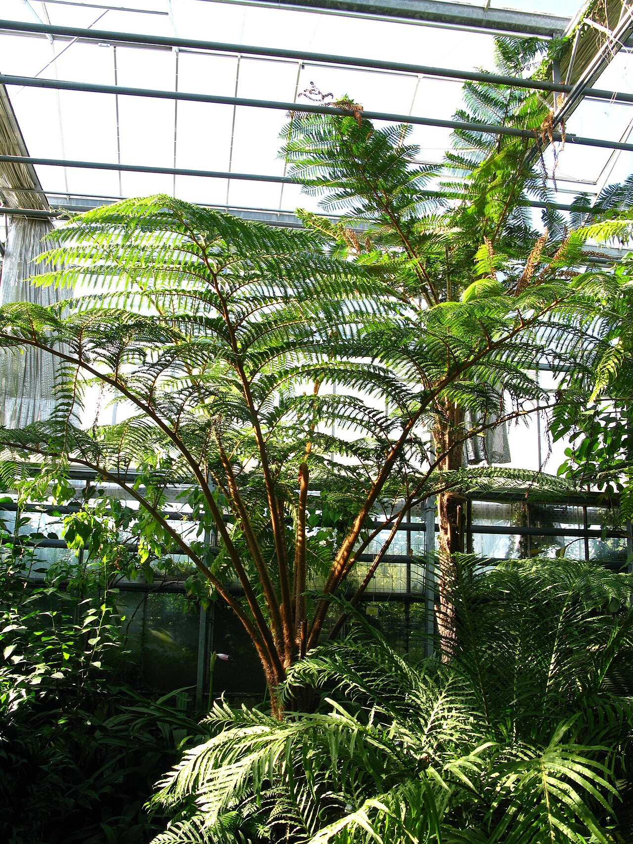 "Zielony Raj" Orangery, Polish Academy of Sciences Botanical Garden (Powsin), Warsaw (Powsin), Masovia