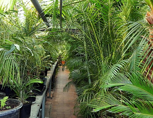 Orangerien des Botanischen Gartens der Pädagogischen Ushinsky-Universität (Jaroslawl), Jaroslawl (Kotorosl-Ufer)