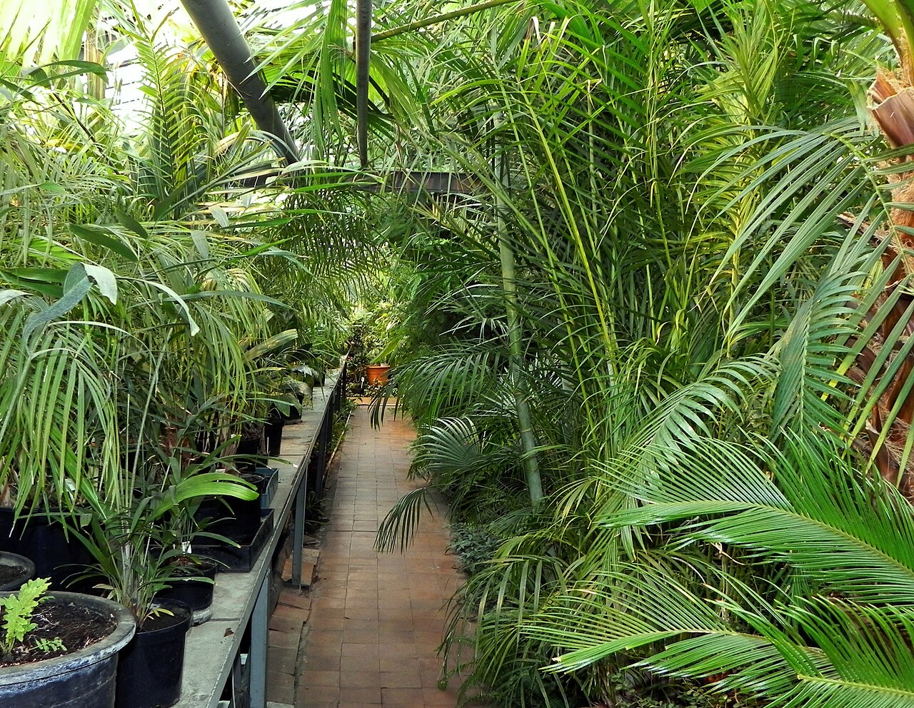 ウシンスキー教育大学植物園のオランジェリー（ヤロスラヴリ）, ヤロスラヴリ（コトロスリ川河岸通り）、ヤロスラヴリ州